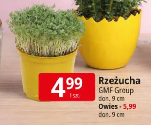 Owies w osłonce jajo GMF Group promocja w Leclerc