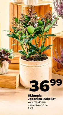 Skimmia Japonica Rubella promocja w Netto