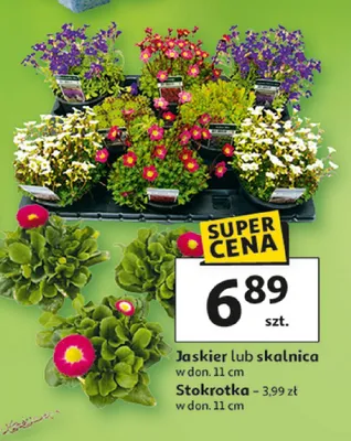Jaskier lub skalnica w donicy Stokrotka promocja w Auchan