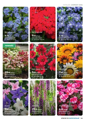 Gazania Mix promocja w Castorama