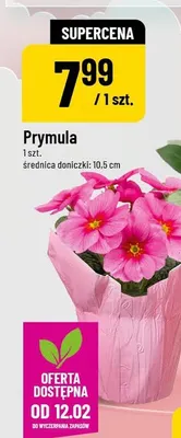 Prymula promocja w POLOmarket
