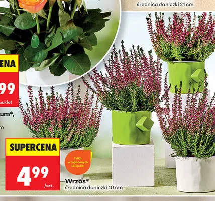 Wrzos promocja w Biedronka