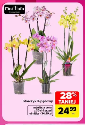 Storczyk 3-pędowy Mariflora promocja w Carrefour