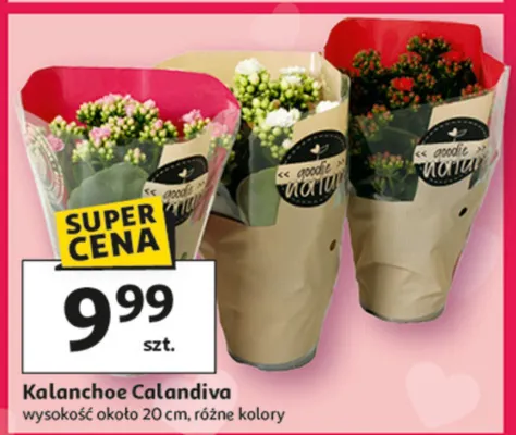 Kalanchoe Calandiva promocja w Auchan