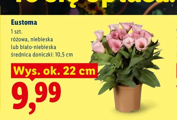 Eustoma różowa promocja w Lidl
