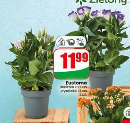 Eustoma doniczkowa promocja w Dino