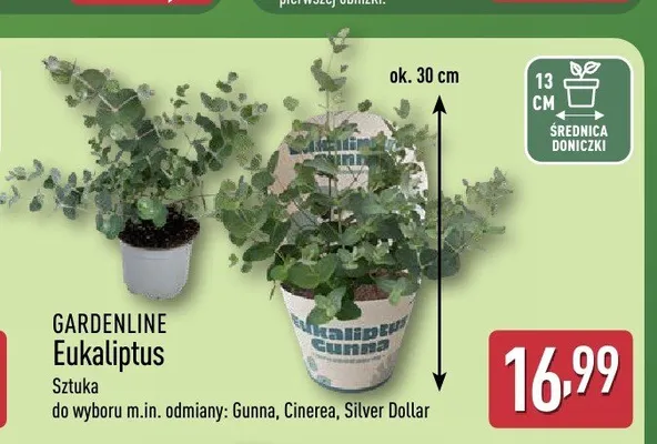Eukaliptus Gardenline promocja w Aldi