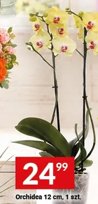Orchidea 12 cm promocja w Twój Market