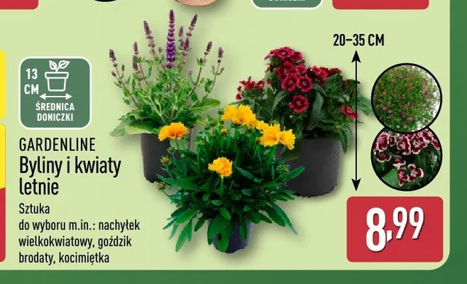 Byliny i kwiaty letnie Gardenline promocja w Aldi