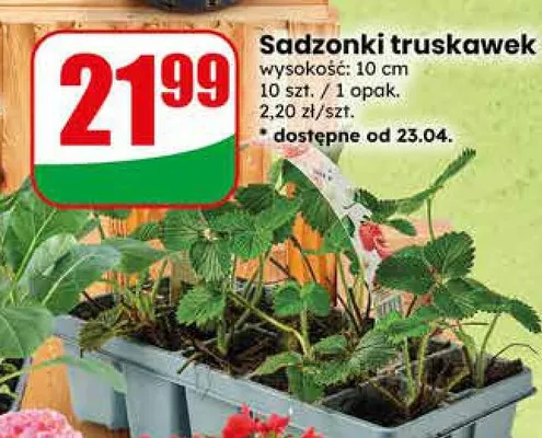 Sadzonki truskawek promocja w Dino
