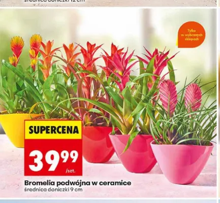 Bromelia podwójna w ceramice średnica doniczki 9cm promocja w Biedronka