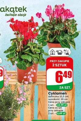 Cyklamen promocja w Dino