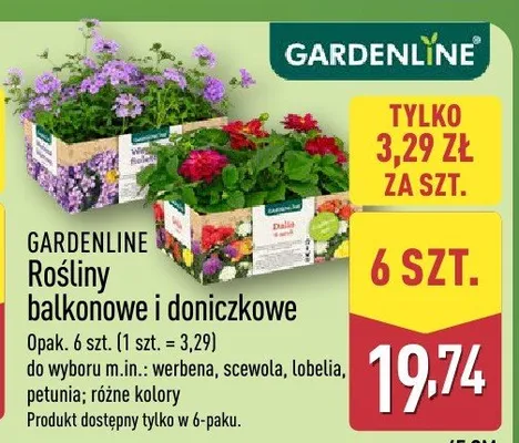 Rośliny balkonowe i doniczkowe promocja w Aldi