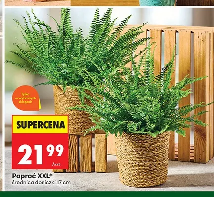 Paproć XXL promocja w Biedronka