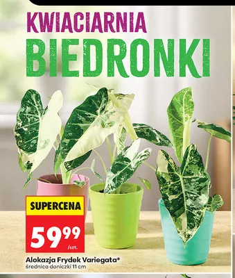 Alokazja Frydek Variegata promocja w Biedronka