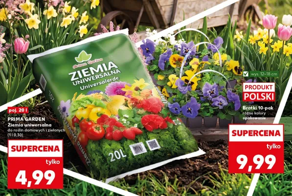 Bratki różne kolory promocja w Kaufland