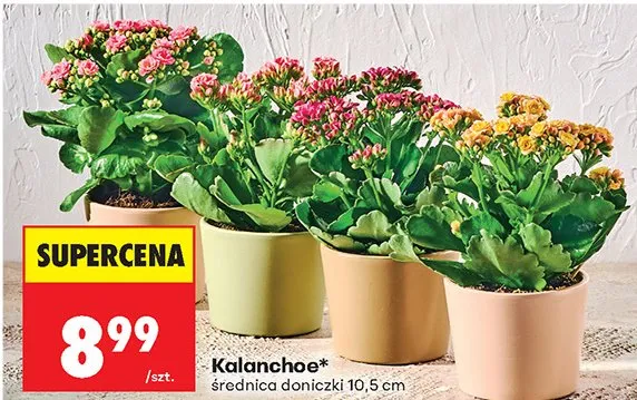 Kalanchoe średnica doniczki 10,5 cm promocja w Biedronka