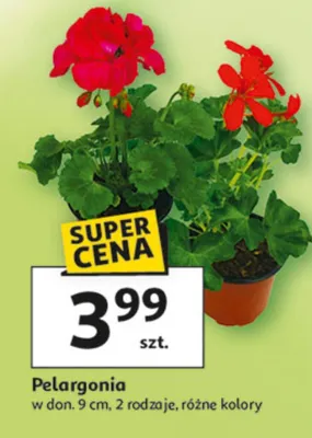 Pelargonia promocja w Auchan