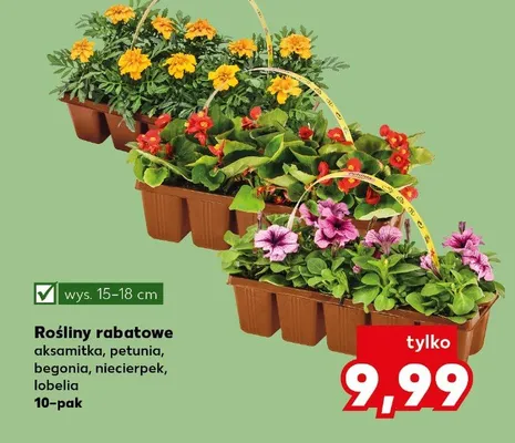 Rośliny rabatowe lobelia promocja w Kaufland