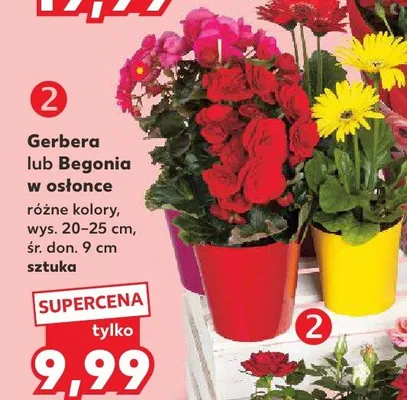Begonia w osłonce wys. 20-25cm śr. don. 9cm promocja w Kaufland
