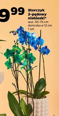 Storczyk 2-pędowy niebieski promocja w Netto