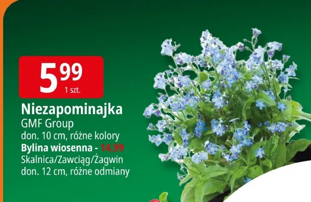 Bylina wiosenna - Skałnica/Zawciąg/Zagwin promocja w Leclerc