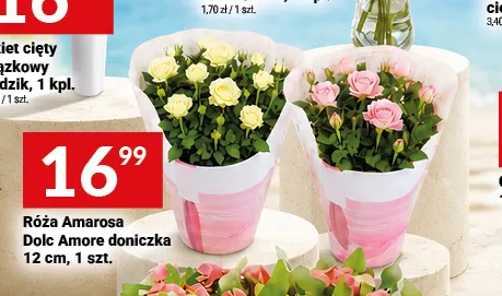 Róża Amarosa Dolc Amore doniczka 12 cm promocja w Twój Market
