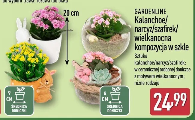 Narcyz wielkanocna kompozycja w szkle promocja w Aldi