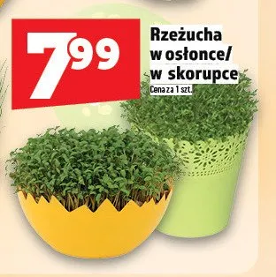 Rzeżucha w osłonce/w skorupce promocja w TOPAZ