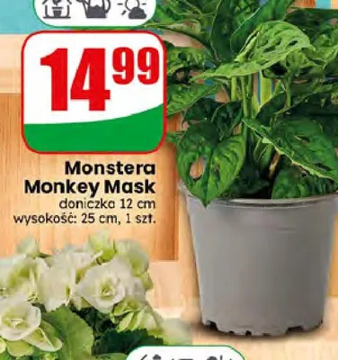 Monstera Monkey Mask doniczka 12 cm promocja w Dino