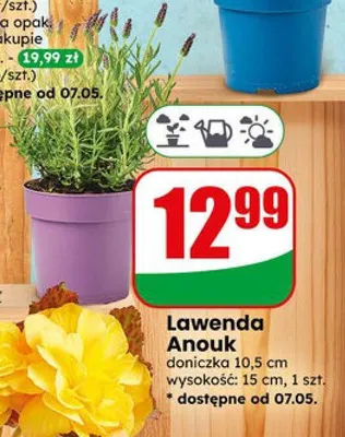 Lawenda Anouk doniczka 10,5cm wysokość 15cm promocja w Dino