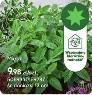 Zioła Mięta promocja w Castorama