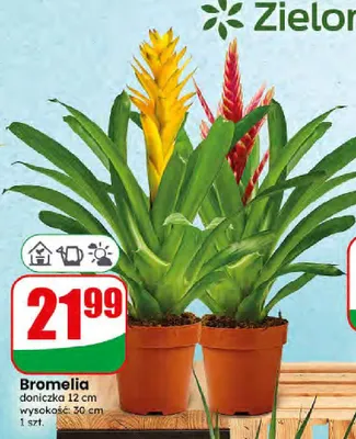 Bromelia doniczka 12 cm promocja w Dino