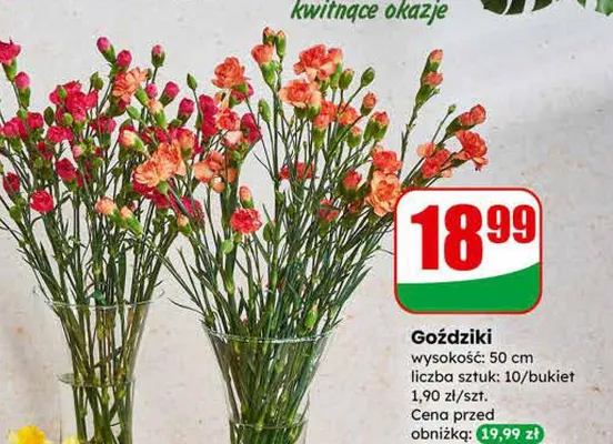 Goździki bukiet promocja w Dino