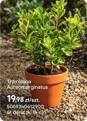 Trzmielina Aureomarginatus promocja w Castorama