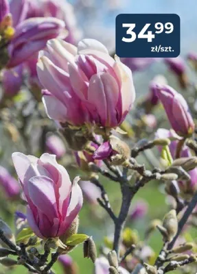 Magnolia promocja w PSB Mrówka