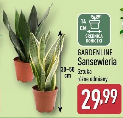 Sansewieria 30-50 cm różne odmiany promocja w Aldi