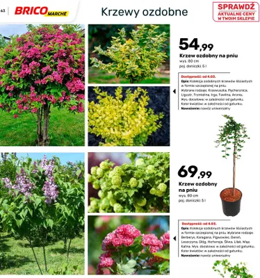 Krzew ozdobny na pniu - pęcherznica promocja w Bricomarche