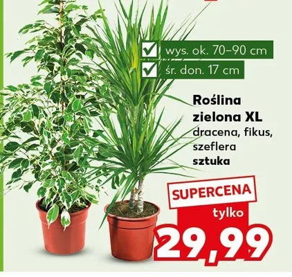 Roślina zielona XL dracena, fikus, szeflera promocja w Kaufland
