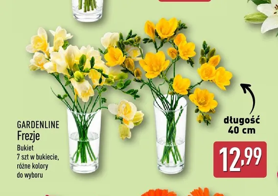 Bukiet frezji Gardenline 7-pak promocja w Aldi