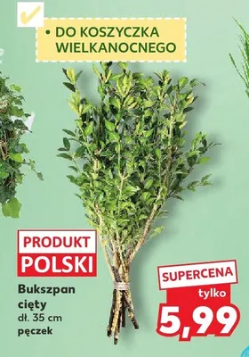 Bukszpan cięty dł. 35 cm promocja w Kaufland