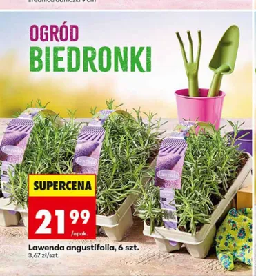 Lawenda angustifolia 6-pak promocja w Biedronka