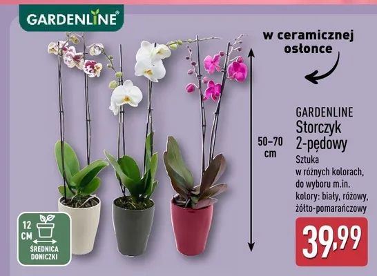 Storczyk 2-pędowy promocja w Aldi