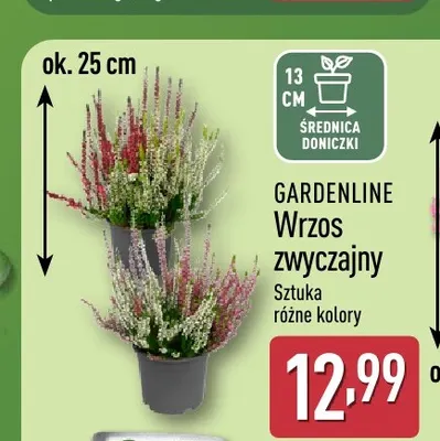 Wrzos zwyczajny Gardenline promocja w Aldi