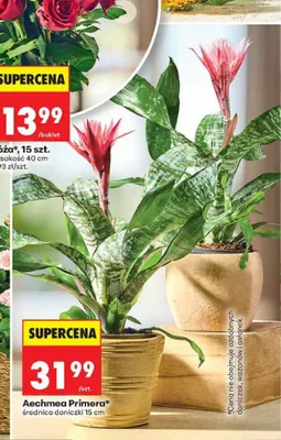 Aechmea Primera promocja w Biedronka