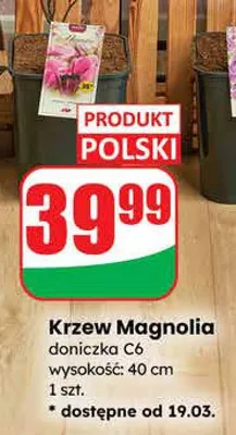 Krzew Magnolia doniczka C6 wysokość: 40 cm promocja w Dino