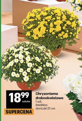Chryzantema drobnokwiatowa średnica doniczki 21 cm promocja w Delikatesy Centrum