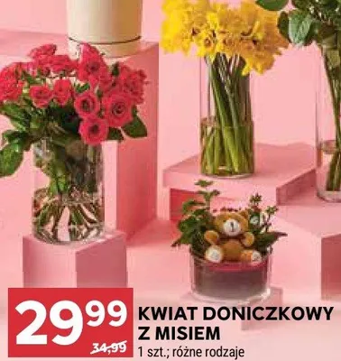 Kwiat doniczkowy z misiem promocja w Stokrotka