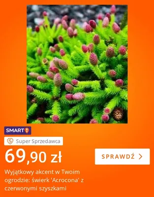 Świerk Acrocona z czerwonymi szyszkami promocja w Allegro