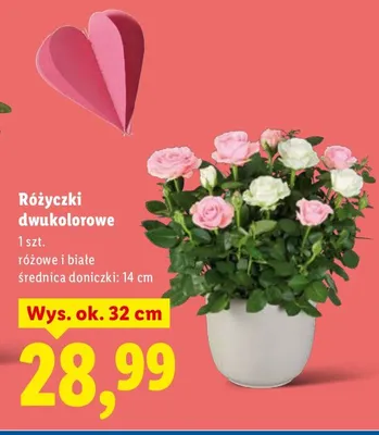 Różyczki dwukolorowe promocja w Lidl